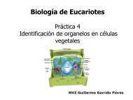identificaciÃ³n de organelos en cÃ©lula vegetal - biblioteca upibi