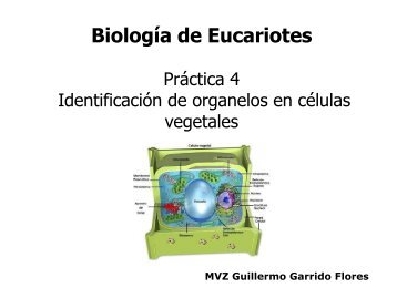 identificaciÃ³n de organelos en cÃ©lula vegetal - biblioteca upibi