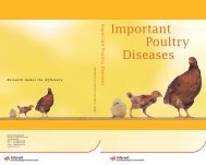 Important Poultry Diseases - Intervet Schering-Plough Animal Health