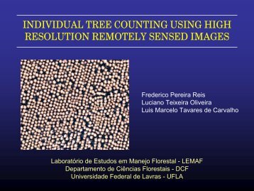 individual tree counting using high resolution remotely sensed images
