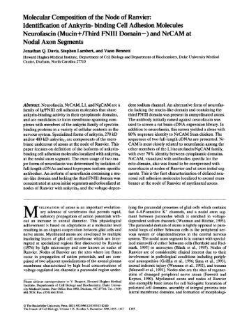 Identification of Ankyrin- binding Cell Adhesion Molecules Neurofascin