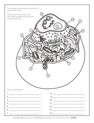 Animal Cell (PDF) - Ask A Biologist