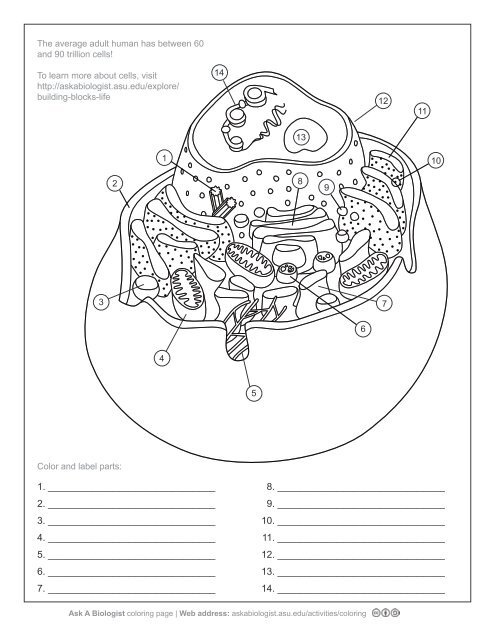 Anatomy Cell Coloring Page