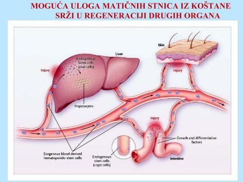 PREDAVANJE 2 Stanicna terapija i kloniranje.pdf