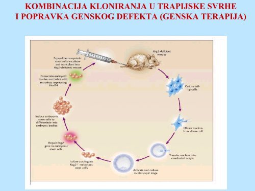 PREDAVANJE 2 Stanicna terapija i kloniranje.pdf