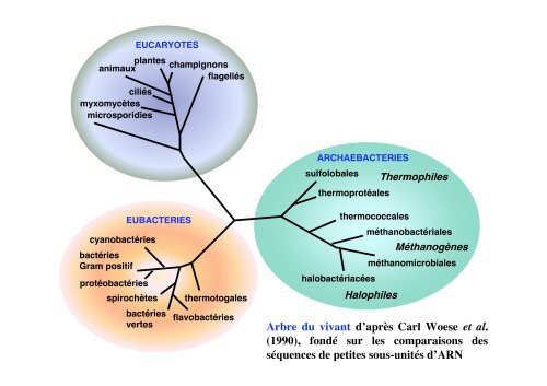 Cours de JG. Breheret: Â« Microbes des profondeurs