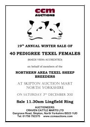 40 PEDIGREE TEXEL FEMALES - CCM Auctions