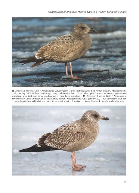 Identification of American Herring Gull in a western European context