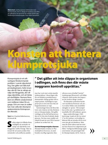 Konsten att hantera klumprotsjuka - Svensk Raps