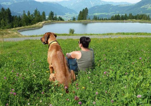 Gesamtprospekt Hundeschule Absolut.pdf