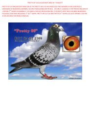 “PRETTY 09” SA 02 02109 BCPC BRED BY T ... - pigeon sales