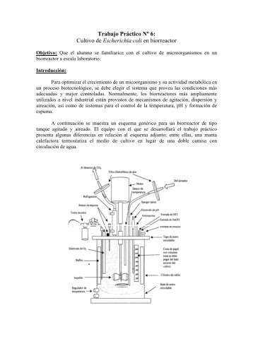 Trabajo Práctico Nº 6: Cultivo de Escherichia coli en biorreactor