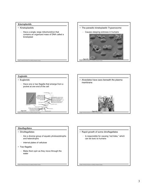 Microsoft PowerPoint - 28- protists revised.pdf - NSD Main