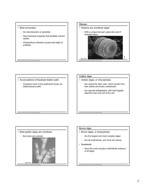 Microsoft PowerPoint - 28- protists revised.pdf - NSD Main