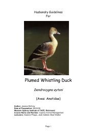 Plumed Whistling Duck - Nswfmpa.org
