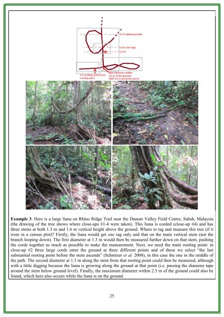 RAINFOR GEM Intensive Plots Manual (pdf) - University of Oxford