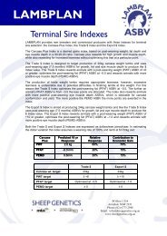 Terminal Sire Indexes - Sheep Genetics