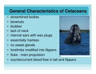 General Characteristics of Cetaceans