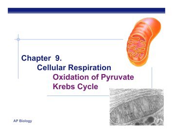 Oxidation of Pyruvate & Krebs Cycle - Explore Biology