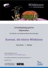 Sumsel, die kleine Wildbiene - Wildbienen in der Umweltbildung