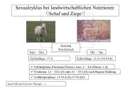 Sexualzyklus bei landwirtschaftlichen Nutztieren: Schaf und Ziege