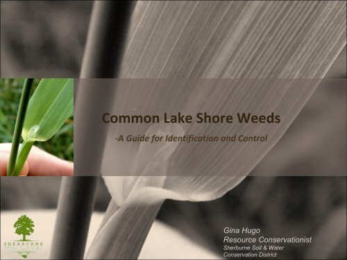 Common Lake Shore Weeds