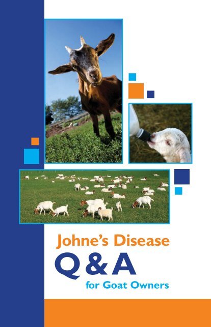 Johne S Disease In Goats Johne S Disease In Goats