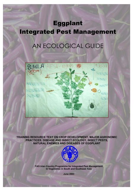 Eggplant Integrated Pest Management AN ECOLOGICAL GUIDE