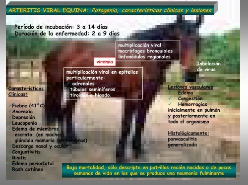 Arteritis Viral Equina