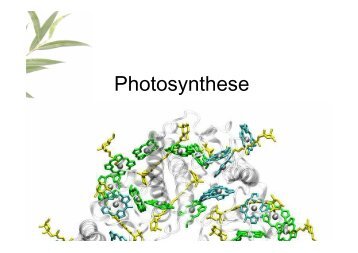 Photosynthese