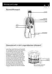 Atmung und Lunge Sauerstofftransport Gasaustausch in den ...