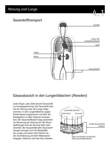 Atmung und Lunge Sauerstofftransport Gasaustausch in den ...