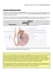 03-29_APTO GENITAL MASCULINO (Gabinete ... - VeoApuntes.com