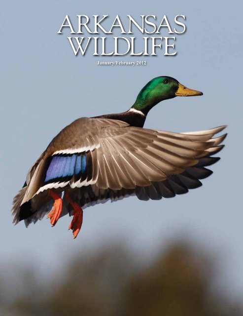 Duck Hunting,Flag,Quack Head,Duck Life,Hunter,Waterfowl,sticker,vinyl decal