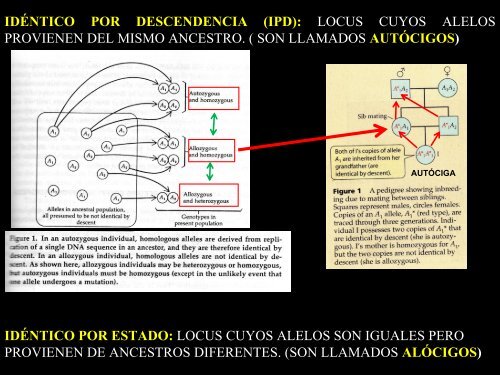 TEMA:ENDOGAMIA - UNAM