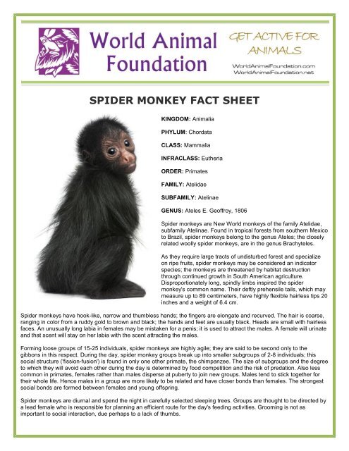 Spider Monkey Fact Sheet World Animal