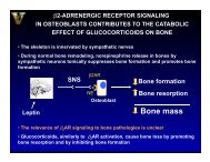 beta2-adrenergic receptor signaling in osteoblasts contributes to the ...