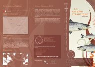 Fiche poisson - Le saumon atlantique