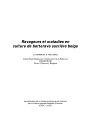 Ravageurs et maladies en culture de betterave sucriÃ¨re belge