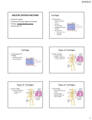 SKELETAL SYSTEM FUNCTIONS Cartilage Cartilage Types of ...