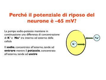 PerchÃ© il potenziale di riposo del neurone Ã¨ â65 mV? - CPRG