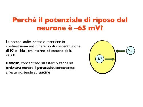 PerchÃ© il potenziale di riposo del neurone Ã¨ â65 mV? - CPRG