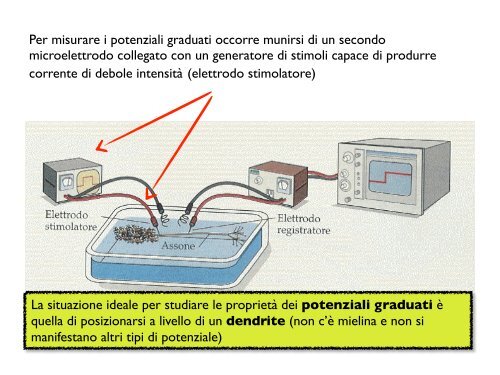 PerchÃ© il potenziale di riposo del neurone Ã¨ â65 mV? - CPRG