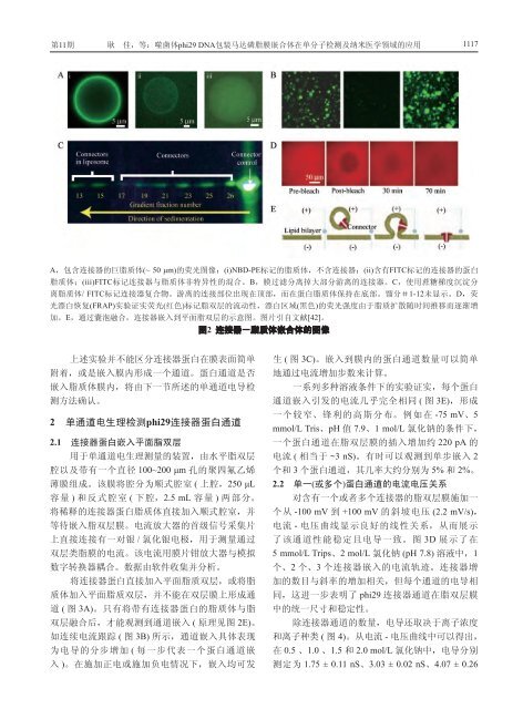 噬菌体phi29 DNA包装马达磷脂膜嵌合体在单分子检测及 ... - 生命科学