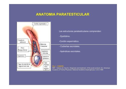 ANATOMIA PARATESTICULAR