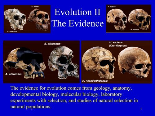 Evidence for Evolution.pdf