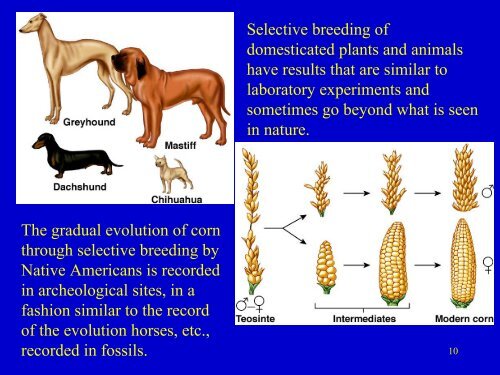 Evidence for Evolution.pdf