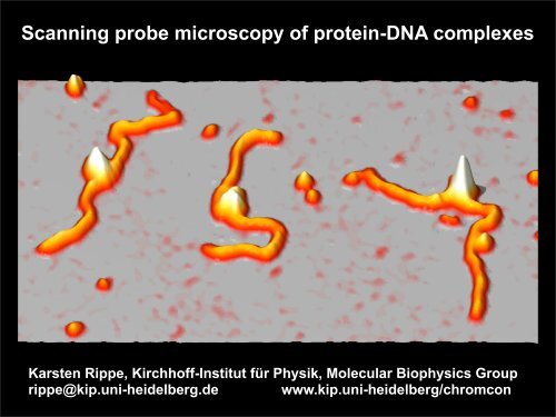 Scanning probe microscopy of protein-DNA complexes