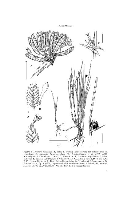 Part 6. JUNCACEAE 1: Rostkovia to Luzula - Species Plantarum ...