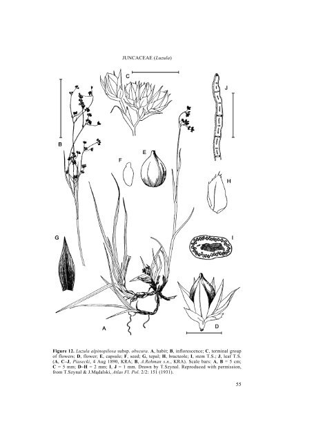 Part 6. JUNCACEAE 1: Rostkovia to Luzula - Species Plantarum ...